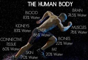 the-human-body