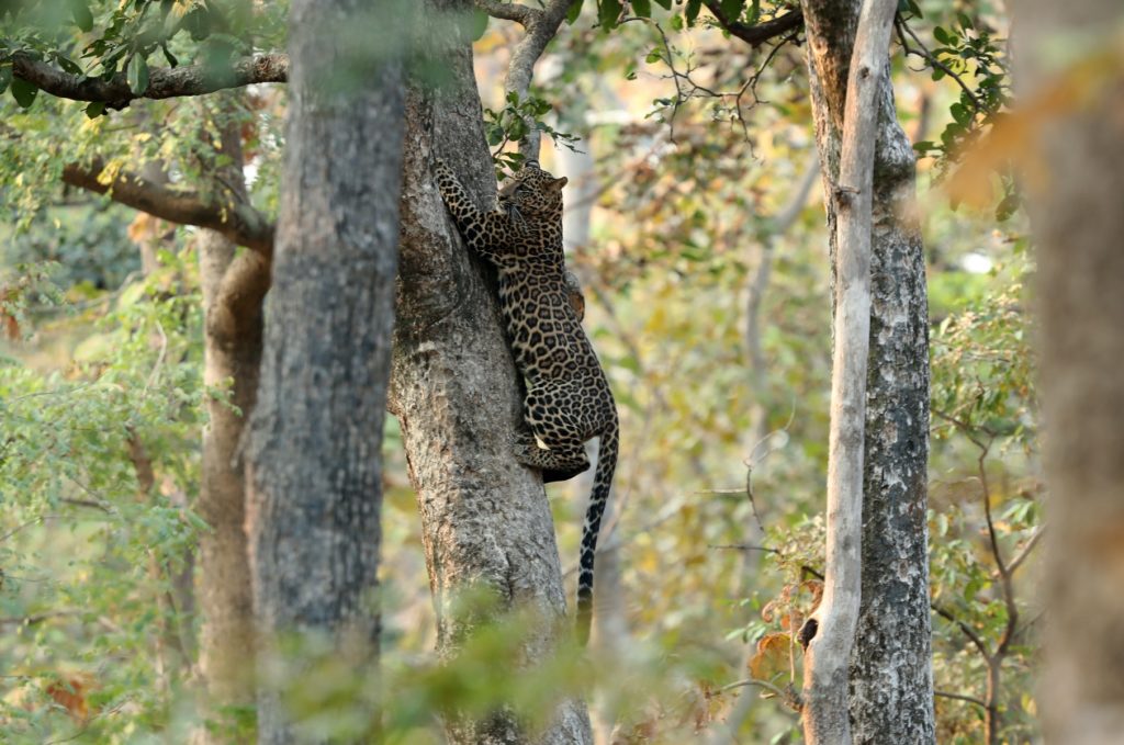 Indian Leopard