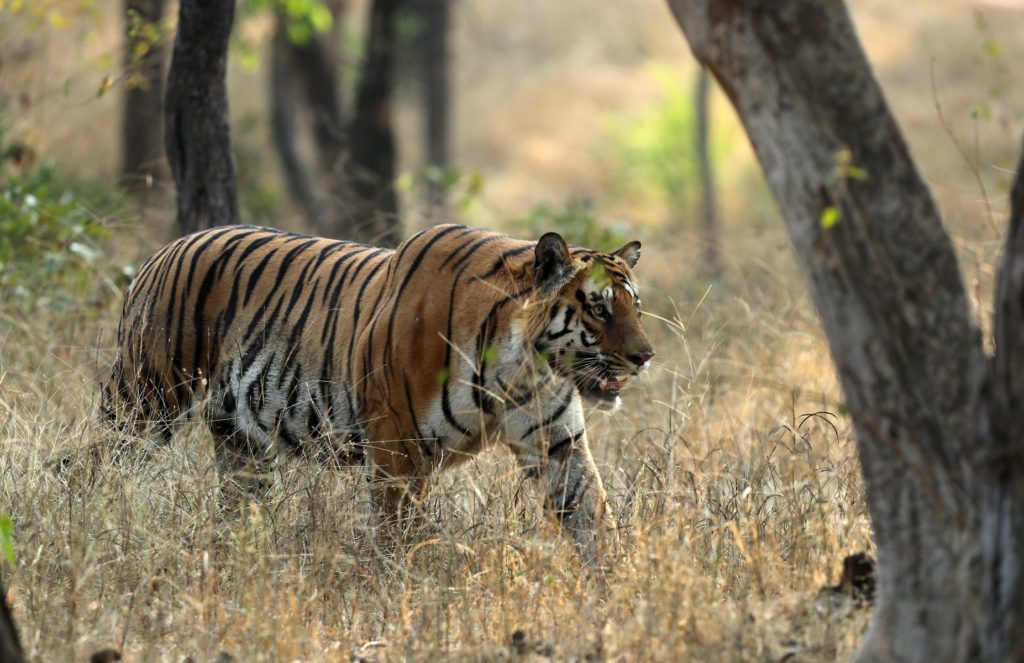 Tiger of Pench