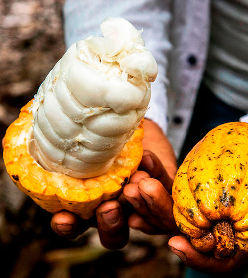 Culinary Journey in Cusco