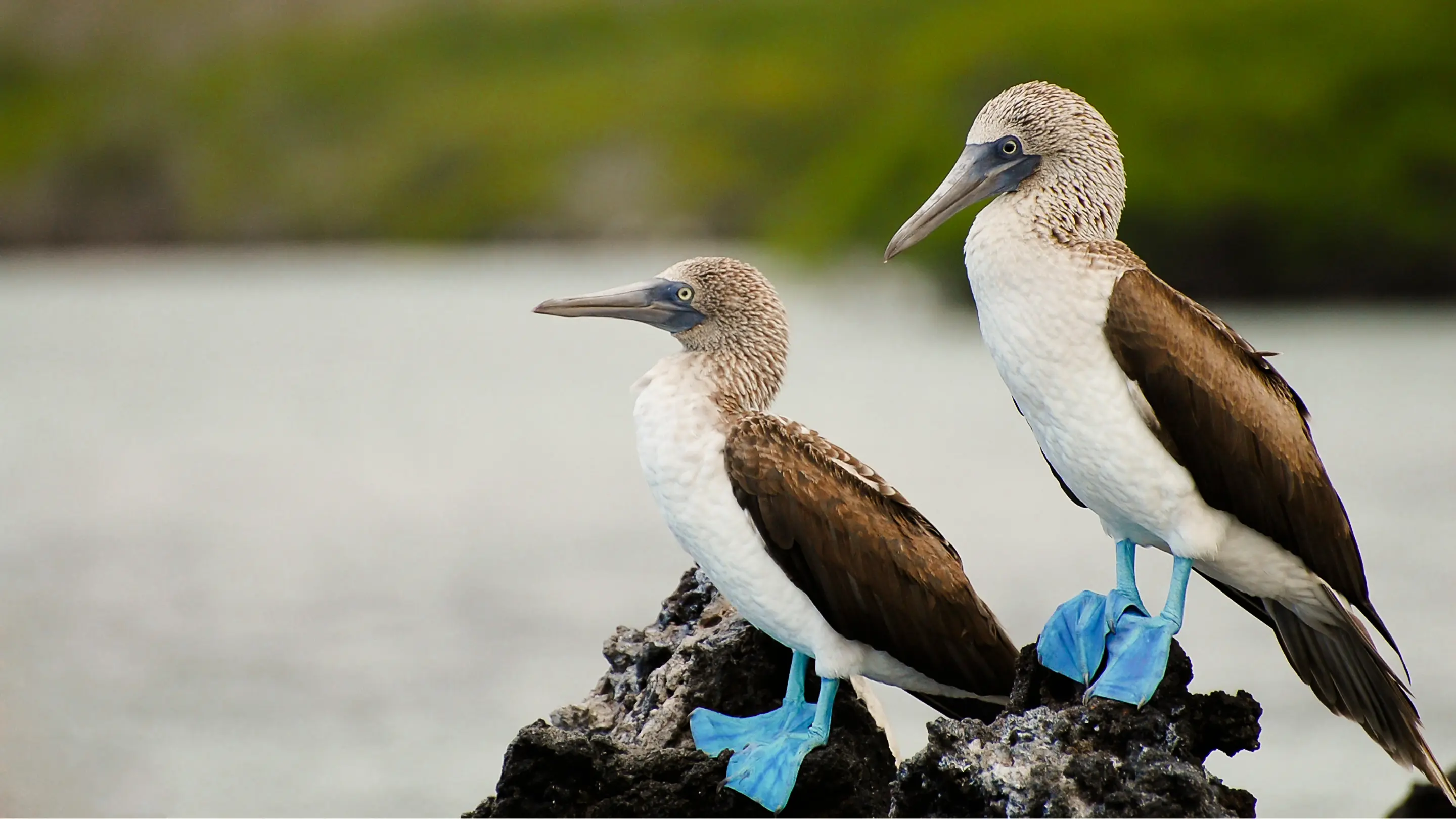 Peru Galapagos Dream Journey