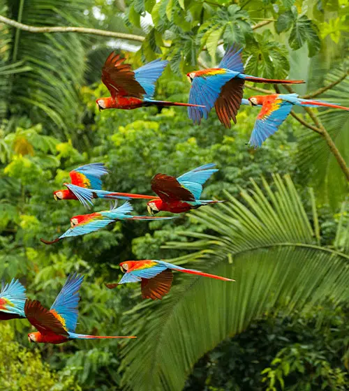 Machu Picchu & Jungle Wonders