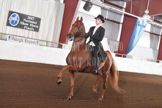 085-005-17-NHS.JPG 2017 National Show Horse Finals 