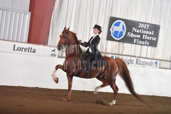 085-009-17-NHS.JPG 2017 National Show Horse Finals 