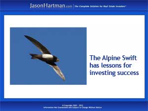 Investing Lessons from the Alpine Swift