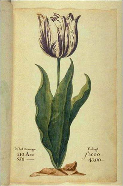 Tulip Mania – The World’s First Bubble