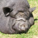 Too Big to Fail: How Incompetent Companies and Politicians Are Kept in Power