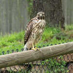 Get off the fence, investors.