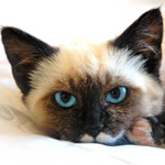 Why we hate Wall Street.