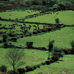 80 year loans in Ireland.