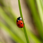 The Four Pillars of a Micropreneur