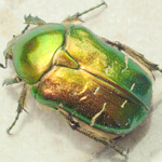 Here’s why we’re not gold bugs.