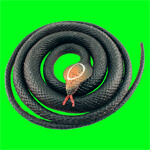 The Fraudacity Of American Finance