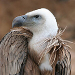 U.S. Vultures Are Nesting