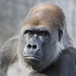 Market Your Podcast With The 800-Pound Gorilla