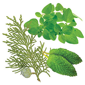 AromatouchBotanical