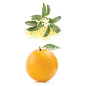 Brave Botanical