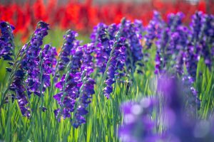 Purple and red gladioli blooming in the field