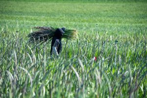A field worker carrying gladioli spikes out of the field