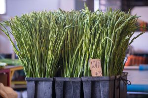 bundles of cut gladiola flowers in water and food awaiting sorting and packaging at Glad-A-Way Gardens