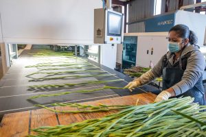 A machine that aligns, sorts, and bunches cut gladiola flowers
