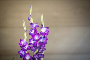 Purple gladiola flowers