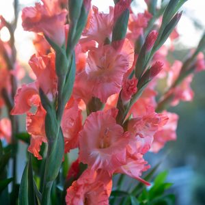 Coral-colored gladiola bunch