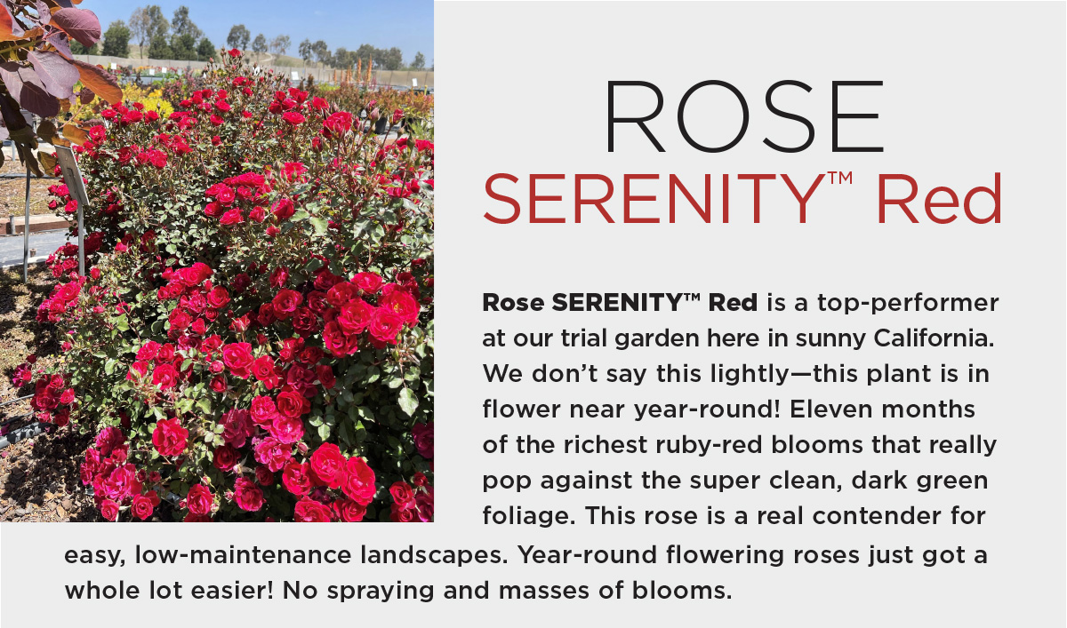 Rose SERENITY™ Red