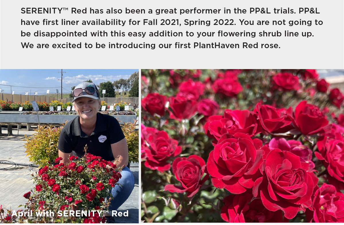 Rose SERENITY™ Red