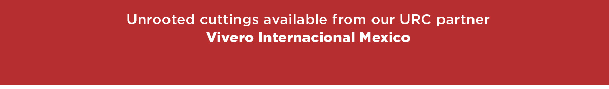 Vivero Internacional Mexico