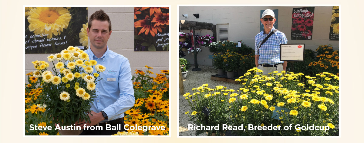 Leucanthemum Real Goldcup breeders