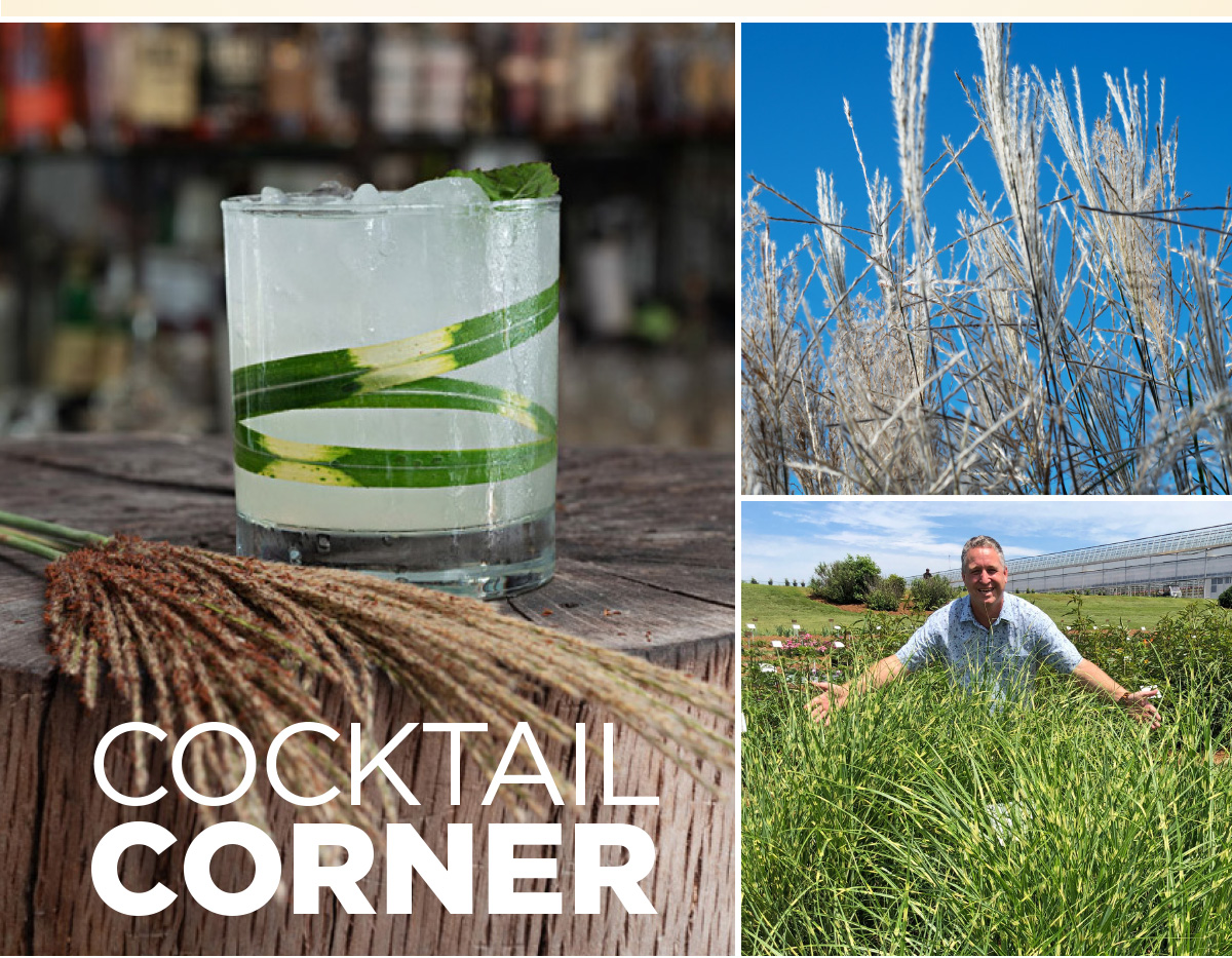 Miscanthus Tiger Tail