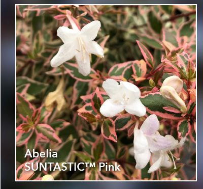 Abelia SUNTASTIC™ Pink