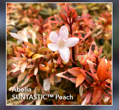 Abelia SUNTASTIC™ Peach