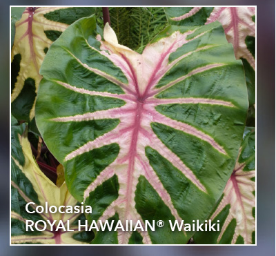 Colocasia ROYAL HAWAIIAN® Waikiki