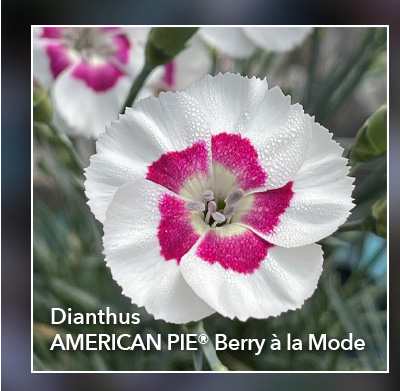Dianthus AMERICAN PIE® Berry à la Mode