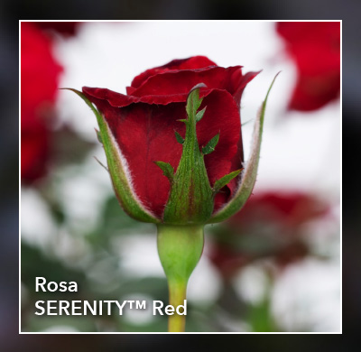 Rosa SERENITY™ Red