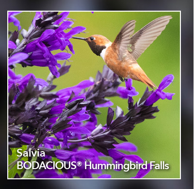 Salvia BODACIOUS® Hummingbird Falls