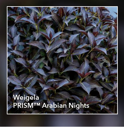 Weigela PRISM™ Arabian Nights