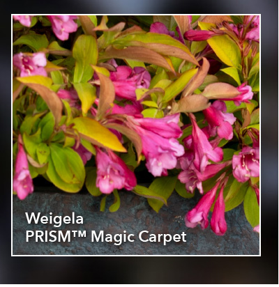Weigela PRISM™ Magic Carpet
