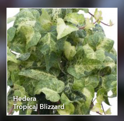 Hedera Tropical Blizzard
