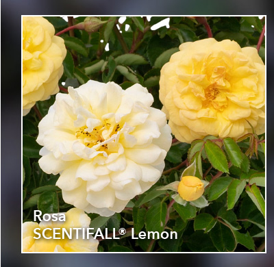 ROSA SCENTIFALL® Lemon