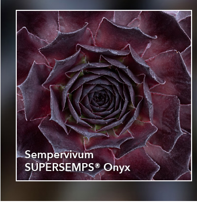 Sempervivum SUPERSEMP® Onyx