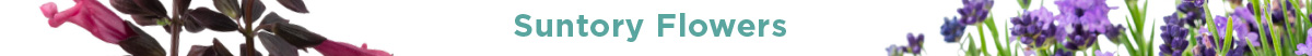 Suntory Flowers