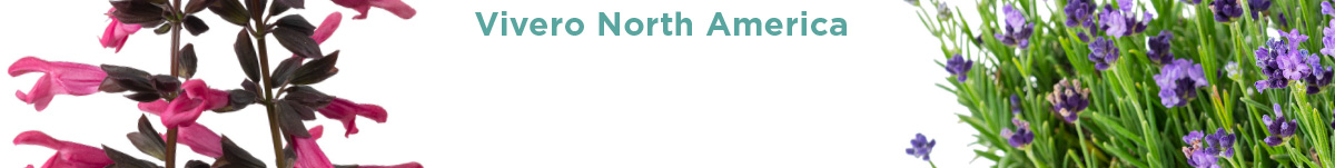 Vivero North America