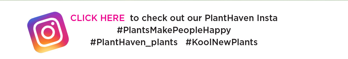 PlantHaven on Instagram