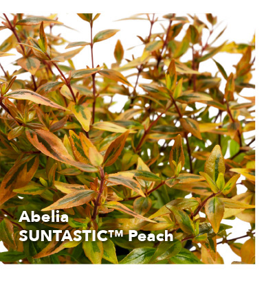 Abelia SUNTASTIC™ Peach