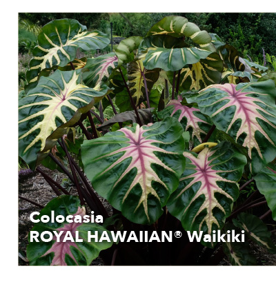 Colocasia ROYAL HAWAIIAN® Waikiki