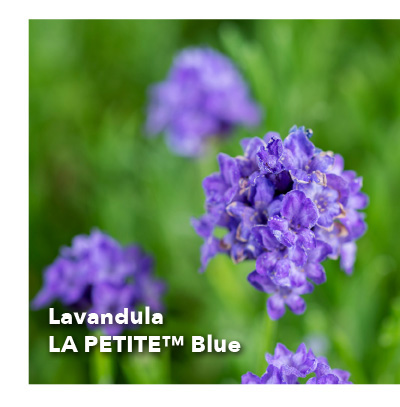 Lavandula LA PETITE™ Blue