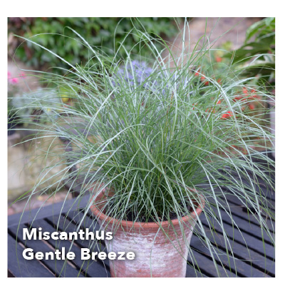 Miscanthus Gentle Breeze